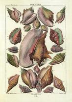 10 Prachtige reprodukties van schelpen, Ophalen of Verzenden, Schelp(en)
