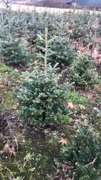 Kerstboompjes voor herplant, 8 jarig, Tuin en Terras, Planten | Bomen, Overige soorten, Bloeit niet, Ophalen