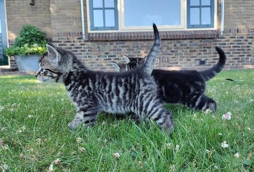 Lieve en mooie kittens te koop, Dieren en Toebehoren, Katten en Kittens | Overige Katten, Kortharig, Meerdere dieren, 0 tot 2 jaar