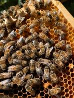 Bijen volken ruil voor matriaal, Dieren en Toebehoren, Insecten en Spinnen, Bijen