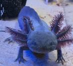Te koop axolotl €60, Dieren en Toebehoren, Ophalen, Nieuw, Overige typen