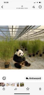 Fargesia Robusta Campbell €17,50 p/s 160/180cm, Ophalen, Bamboe, 100 tot 250 cm