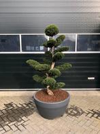 Taxus baccata tuinbonsai Bonsai in Sierpot, Bloeit niet, Halfschaduw, Overige soorten, Minder dan 100 cm