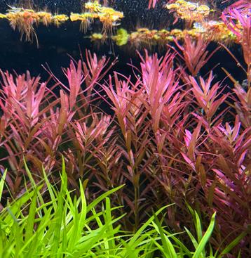 Rotala singapore variety - zeldzame aquarium plant beschikbaar voor biedingen