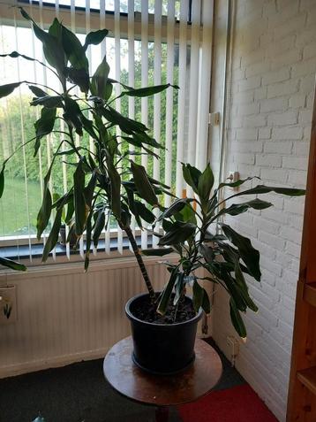 Planten te koop  beschikbaar voor biedingen