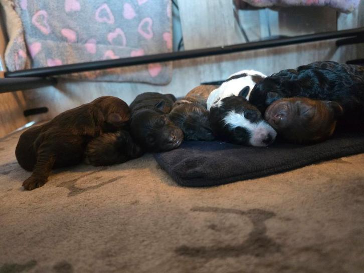 Doodle / boomer pups, shihpoo. geteste ouders, Dieren en Toebehoren, Overige Dieren, Meerdere dieren, December