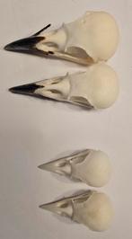 schedels en poten van kauw, kraai, Ophalen of Verzenden, Nieuw, Boerderijdier, Opgezet dier