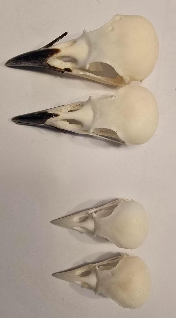 schedels kraaien en kauwen, Verzamelen, Dierenverzamelingen, Nieuw, Schedel, Boerderijdier, Ophalen of Verzenden