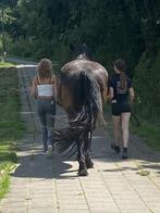 Verzorgponys gezocht/verzorgers aangeboden, Ophalen of Verzenden, Nieuw