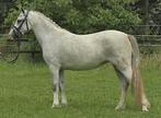 Brave Welsh sectie A merrie (1.23), Dieren en Toebehoren, Merrie, 3 tot 6 jaar, B pony (1.17m tot 1.27m), Onbeleerd