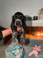 Laatste Engelse Cocker Spaniëi reu te koop, Dieren en Toebehoren, 8 tot 15 weken, Rabiës (hondsdolheid), Meerdere, Meerdere dieren