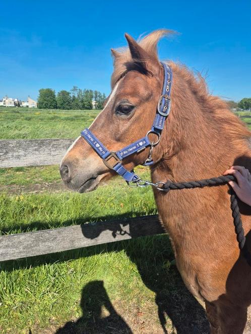 💖Mooie lieve 11 jarige b welshpony 💖, Dieren en Toebehoren, Pony's, Ruin, Recreatiepony