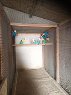 Ficherie's, Meerdere dieren, Parkiet, Geringd