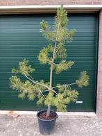 Pinus Sylvestris, Overige soorten, 250 tot 400 cm, Ophalen, Volle zon