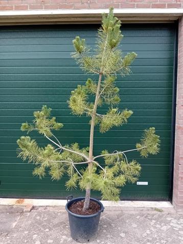 Pinus Sylvestris   beschikbaar voor biedingen