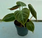 Philodendron Choco Red P12, Huis en Inrichting, Kamerplanten, Ophalen of Verzenden, Overige soorten, Minder dan 100 cm
