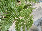 Chyathea dwarf red, Ophalen of Verzenden, Zomer, Overige soorten, Volle zon