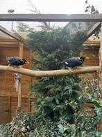 Koppel grote beo, Dieren en Toebehoren, Meerdere dieren, Geringd