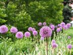 Allium Purple Sensation Bloembollen, Ophalen of Verzenden, Najaar, Bloembol