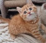 Britse korthaar kittens, Dieren en Toebehoren, Meerdere dieren, Ontwormd, 0 tot 2 jaar