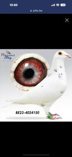 3 witte postduiven, Dieren en Toebehoren, Vogels | Duiven, Meerdere dieren, Postduif