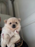 Pomchi pup wit beige, Dieren en Toebehoren, Honden | Chihuahua's en Gezelschapshonden, Rabiës (hondsdolheid), 8 tot 15 weken, Meerdere