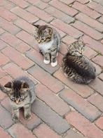 Kittens, Dieren en Toebehoren, Poes, 0 tot 2 jaar