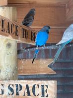 Koppel blackface / blackwing, Dieren en Toebehoren, Meerdere dieren, Parkiet, Geringd