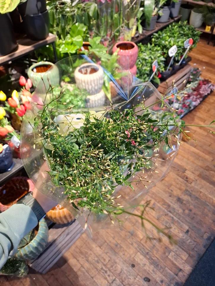 Kamerjasmijn, Huis en Inrichting, Kamerplanten, Overige soorten, Minder dan 100 cm, Bloeiende kamerplant, Halfschaduw, In pot