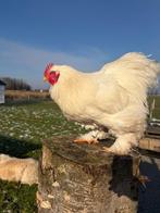 Cochin wit groothoender haan, Dieren en Toebehoren, Pluimvee, Mannelijk, Kip