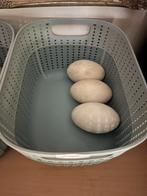 Broedei consumptie ei gans, eend, kip groot, kip klein, Dieren en Toebehoren, Ophalen of Verzenden, Zo goed als nieuw, Overige typen