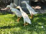 Witte loopeenden, Meerdere dieren, Eend