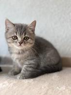 Britsekorthaar kittens te koop, Meerdere dieren, Kortharig, 0 tot 2 jaar