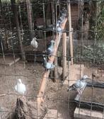 Jonge postduiven, Dieren en Toebehoren, Meerdere dieren, Postduif
