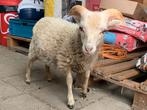 Ouessant van 2025, Mannelijk, Schaap, 0 tot 2 jaar