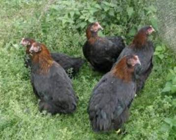 Marans kippen. beschikbaar voor biedingen