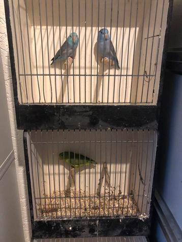 Forpus tegen elk aannemelijk bod beschikbaar voor biedingen