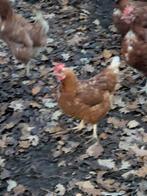 Legkippen, Dieren en Toebehoren, Pluimvee, Vrouwelijk, Kip