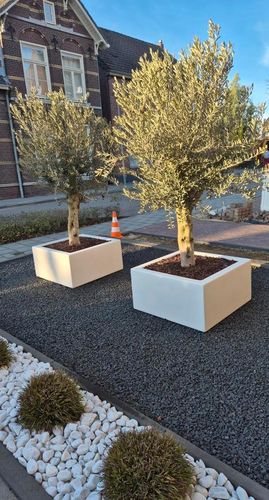 2 mooie olijfbomen in kleurvaste polyester bak, 80x80x40cm, Tuin en Terras, Bloembakken en Plantenbakken, Zo goed als nieuw, Kunststof