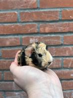 Megaleuk peruvian cavia zeugje🩷, Juli, Vrouwelijk, Cavia