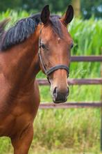Fürst Dior merrie drachtig van One Million!, Dieren en Toebehoren, Paarden, Merrie, Gechipt, Dressuurpaard, 3 tot 6 jaar