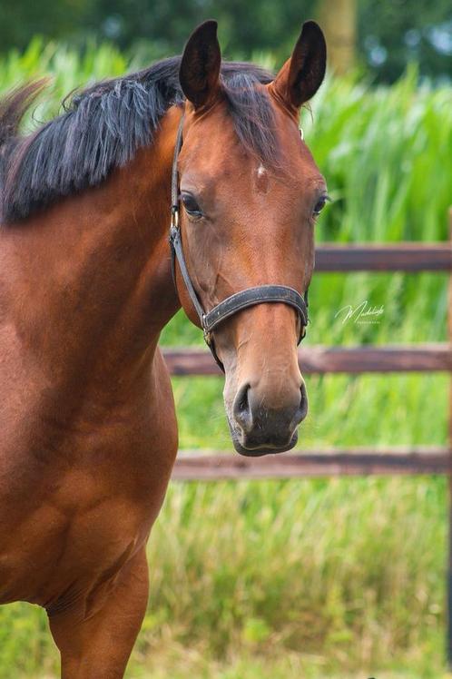 Fürst Dior merrie drachtig van One Million!, Dieren en Toebehoren, Paarden, Merrie, Onbeleerd, 165 tot 170 cm, 3 tot 6 jaar, Dressuurpaard