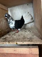 1, Dieren en Toebehoren, Vogels | Duiven, Meerdere dieren, Postduif