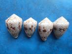 Schelpen: Conus coronatus Gmelin f++/gem 15-22mm, Verzamelen, Mineralen en Fossielen, Verzenden, Schelp(en)