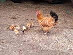 Kip met 9 kuikens, Dieren en Toebehoren, Pluimvee, Meerdere dieren, Kip