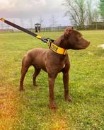 Prachtige mooie rednose dekreu - choco pitbull met stamboom!, Dieren en Toebehoren, Particulier, Reu, 1 tot 2 jaar, Buitenland