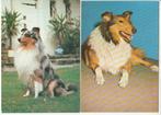 Lotje 5 kaartjes Hond Dog Lassie Colley etc..., Verzamelen, Gelopen, Verzenden, Hond of Kat