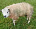 RAMLAM  volbloed  texelaar ZEER MAK, Dieren en Toebehoren, Mannelijk, Schaap, 0 tot 2 jaar