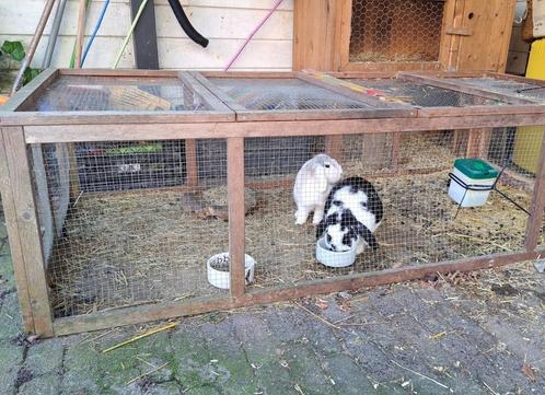 konijnen, Dieren en Toebehoren, Konijnen, Middelgroot, Vrouwelijk, 3 tot 5 jaar, Hangoor