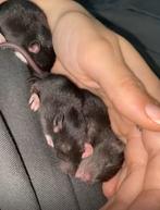 Baby ratjes/ratten/rittens, Dieren en Toebehoren, Knaagdieren, Meerdere dieren, Rat, Na 1 juli 2024, Tam